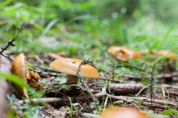 mushroomushroom in the forestm in the forest