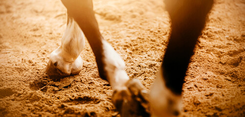 The legs of a beautiful bay horse, which steps hooves on the sand, illuminated by the rays of...