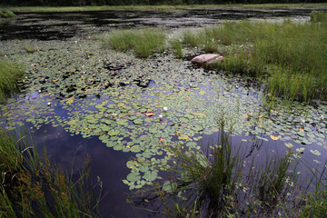 Water lilies at Algonquin Provincial Park, Canada