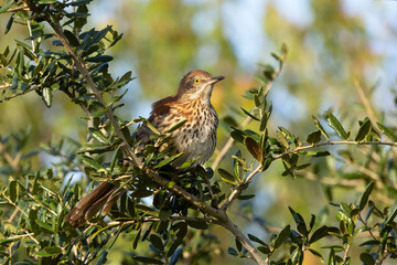 Brown thrasher (toxostoma rufum) in the early morning sunlight in Sarasota, Florida