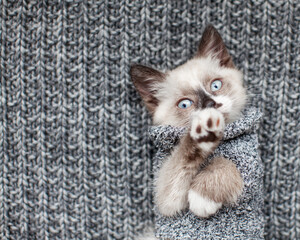 Kitten on gray knitted blanket