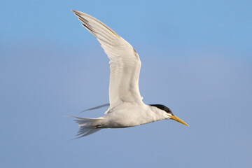 Fototapeta na wymiar Cabot's Tern (Thalasseus acuflavidus), isolated, flying over blue sky