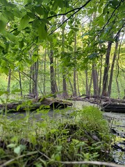 bridge in the forest
