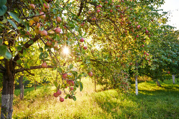 Sun shining through greenery foliage in garden of red apples. Summer harvest of ripe fruits in...
