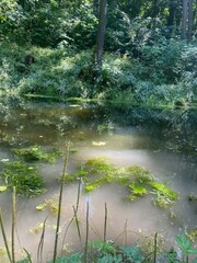 river in the woods