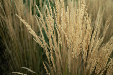 Ears, grass, blades, green, dry, nature