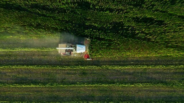top view combine Harvesting fiber hemp at sunset aerial