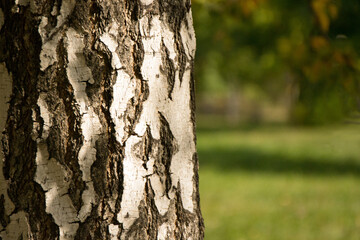 Close-up of a tree trunk in the park in autumn against a blurred background