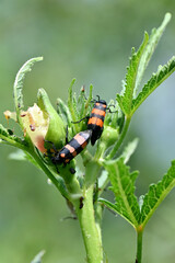 Fototapeta premium closeup the pair of orange black color firefly beetle insect hold on lady finger plant leaf soft focus natural green brown background.