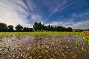 Agricultural area. Rice plantation field, flooded with water with  young rice plants.