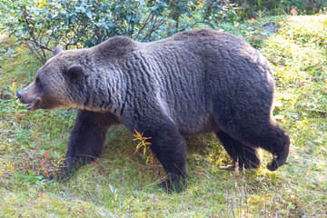grizzly bear walking side profile