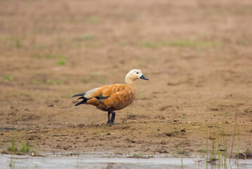 Ruddy shelduck (Tadorna ferruginea), known in India as the Brahminy duck, observed on the banks of Chambal river near Bharatpur in Rajasthan, India