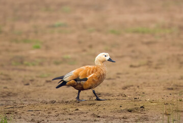 Ruddy shelduck (Tadorna ferruginea), known in India as the Brahminy duck, observed on the banks of Chambal river near Bharatpur in Rajasthan, India