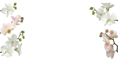 Beautiful tropical flowers. White orchids. Pink. Floral background. Border. Branches. Exotic.