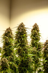 weed growing indoor, rkiem flowering buds