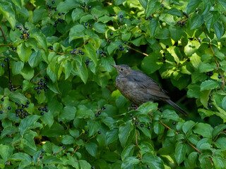 Amsel