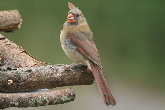Female CArdinal with only one feather on head