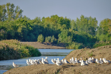 Flock seagulls river bank are preparing to fly.