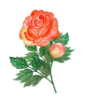 Watercolor illustration, whole rose, lush foliage, stem, retro style, freehand drawing from nature, red, blushing ruddy