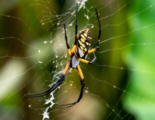Garden Orb Spider