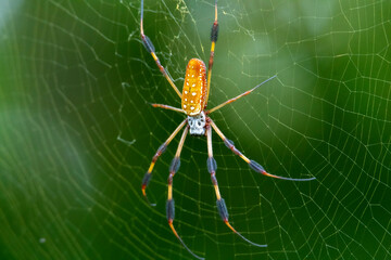 Yellow Silk Spider