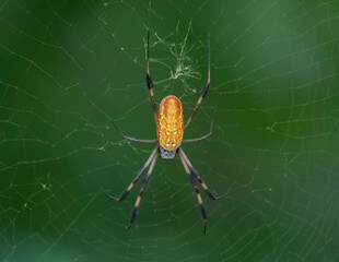Yellow Silk Spider