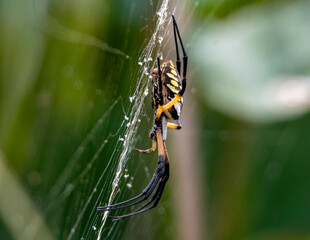 Garden Orb Spider