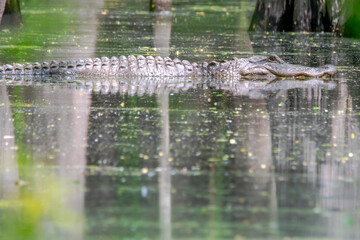 American Alligator Basking