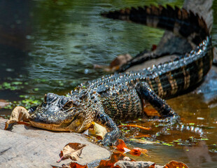 American Alligator Basking