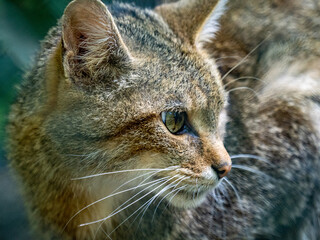 Wildkatze