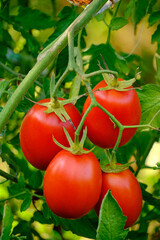 Bright red ripe tomatoes in garden on bush.