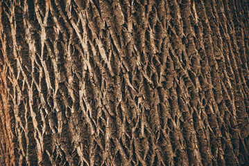 Tree bark texture - natural pattern - wood organic background