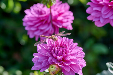 beautiful dragon-fly on a pink dahlia