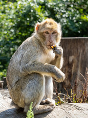 Affe