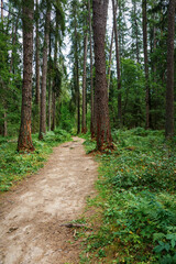 Fototapeta na wymiar A path in a coniferous forest. A summer day in a larch grove.