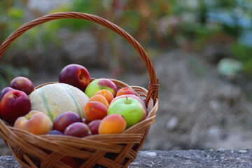 Vintage basket full of seasonal fruit in the garden. Selective focus.