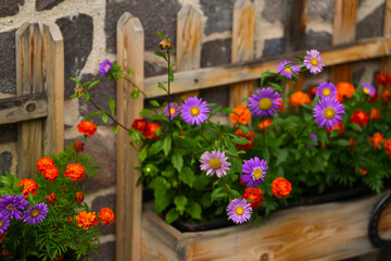 Floral pot on the outside wall of a house made of brick and wood. Dahlia and daisy orange purple and white color, flowers photography detail.