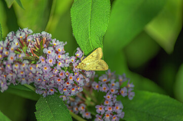 Close-Up Of Butterfly Pollinating On Purple Flower