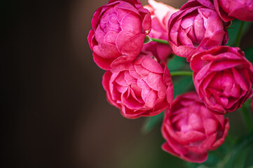Close-up of a pink rose on a dark green background.