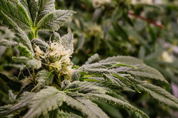 weed growing indoor, rkiem flowering buds