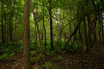 Obraz premium Nature / Forest in Ontario, CAD. Sunset, spider web, trees, plants, beach, leaves, lake with a dock, street, abandoned house, river, lily pads, fishing, relaxing summer with coffee, sunflowers, etc.