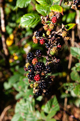 wild blackberry bush