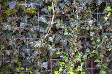 background of lush green ivy leaves Green ivy leaves with white veins growing on a bush climbing on a wall. Evergreen plant wall. pattern