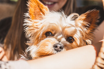 Yorkshire Terrier