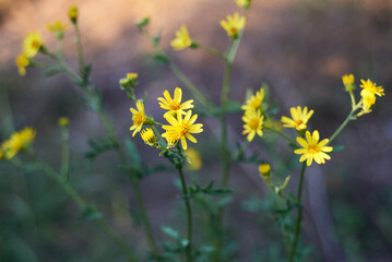 Wild yellow daisies in the field