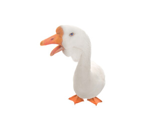  portrait of a funny white goose with blue eyes isolated on white background