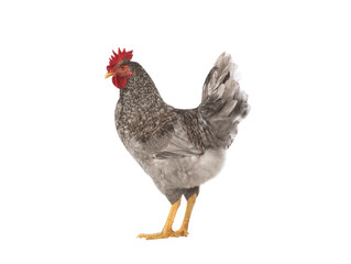 gray rooster isolated on white background