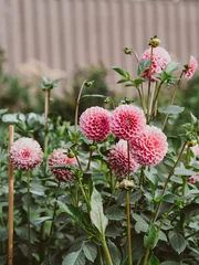 Foto op Plexiglas Blooming pink dahlia flowers in the garden. © senteliaolga