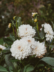 Blooming white dahlia flowers in the garden.