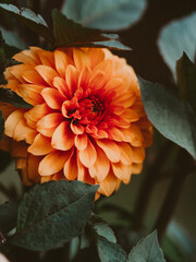 Blooming orange dahlia flower in the garden.